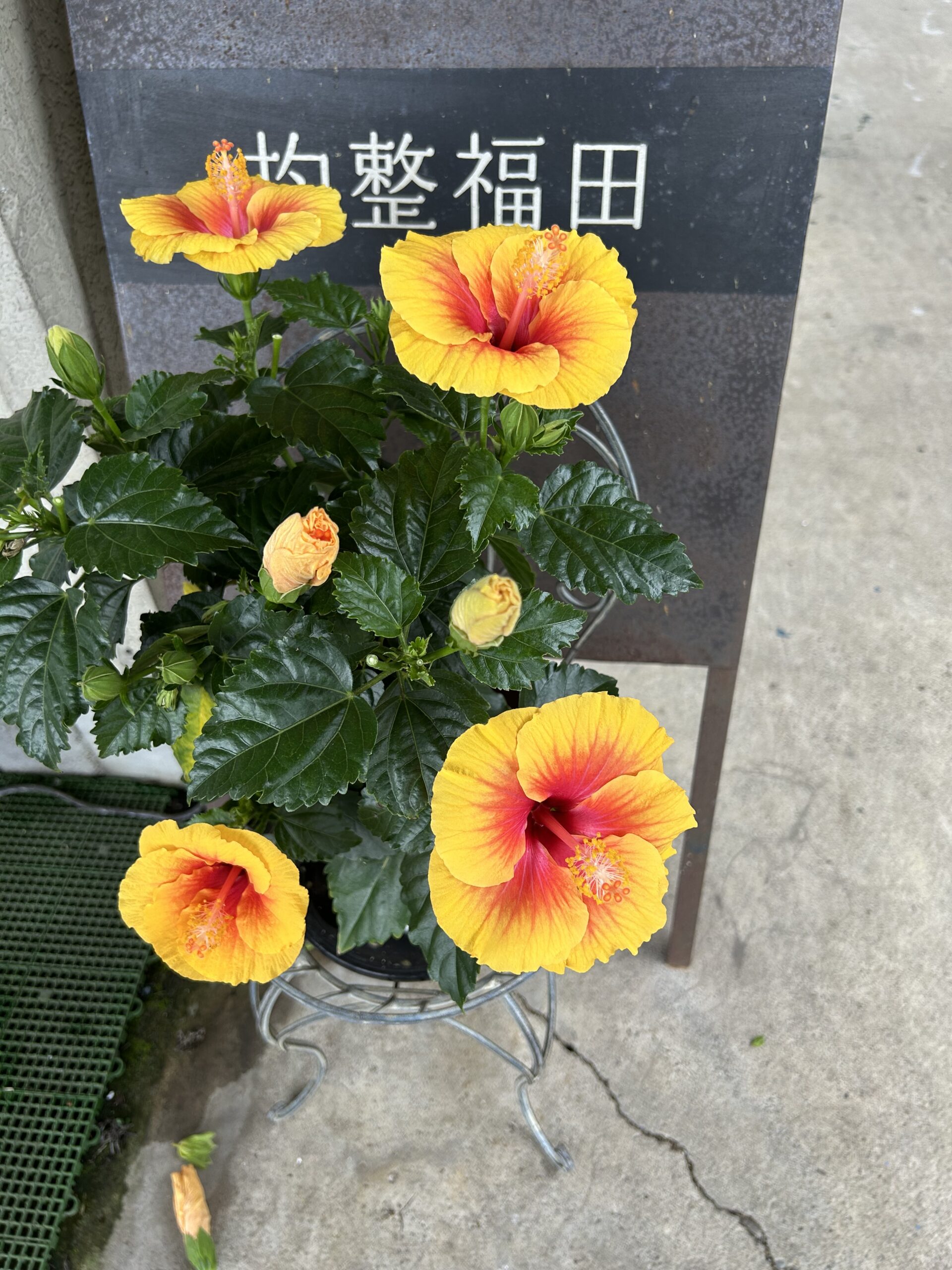 9月営業ご案内